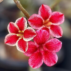 Adenium 440