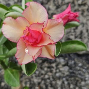 Adenium 441
