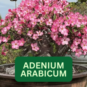 Adenium arabicum