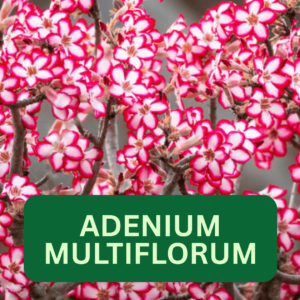 Adenium multiflorum