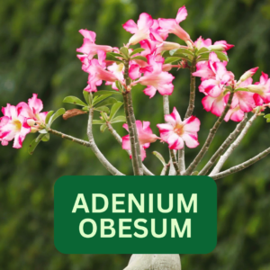 Adenium obesum