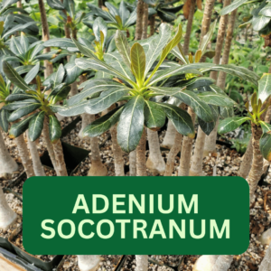 Adenium socotranum