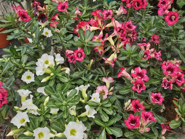 WhatsApp Image 2025-04-05 at 23.03.26_b40b1fe1